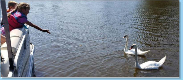 Pillings Pond swans